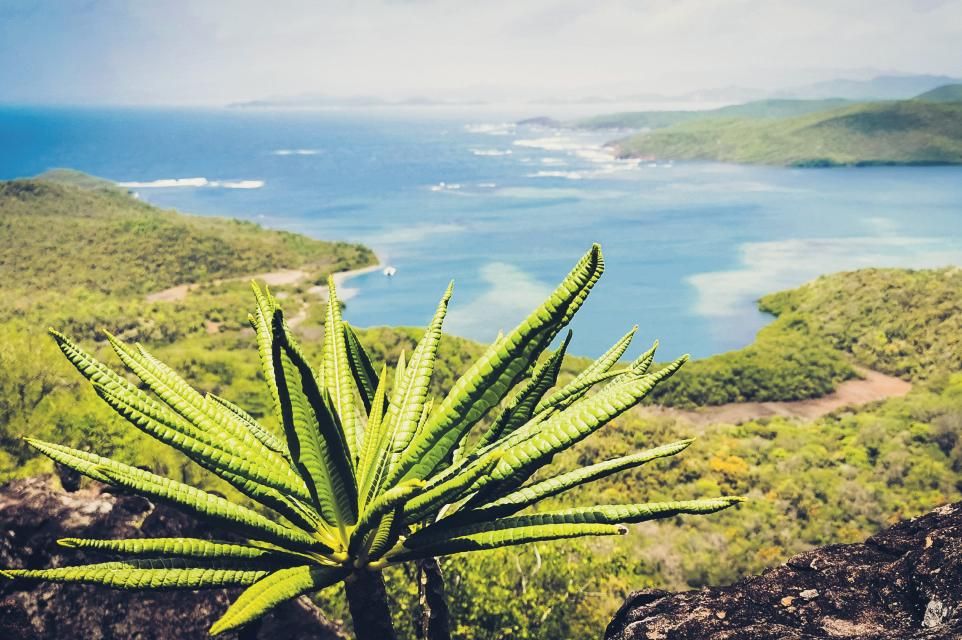 Art de vivre tropical à Frégate Bleue